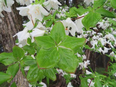 Rhododendron quinquefolium, photographed by Marco Mussita