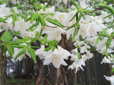 Rhododendron quinquefolium, photographed by Marco Mussita