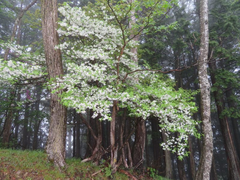 Rhododendron quinquefolium, photographed by Marco Mussita