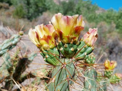 Cylindropuntia bernardina, photographed by Daniel S.
