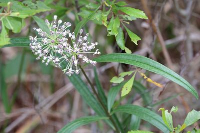 Asclepias longifolia, photographed by Lauren McLaurin