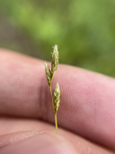 Carex bicknellii, photographed by Brandon Corder