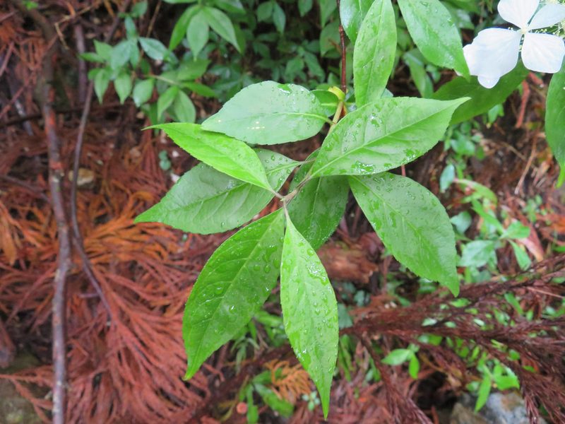 Hydrangea scandens, photographed by Marco Mussita