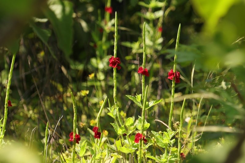 Stachytarpheta sessilis, photographed by Macelo Costa