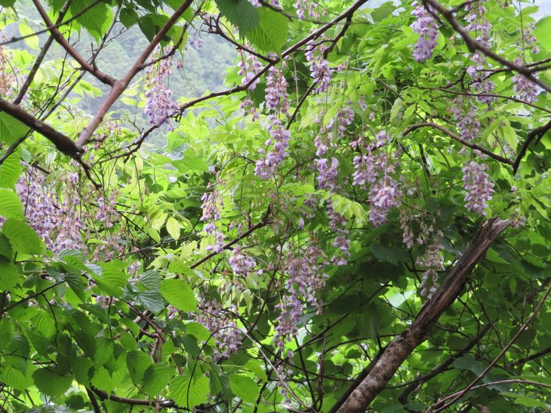 Wisteria floribunda, photographed by Marco Mussita