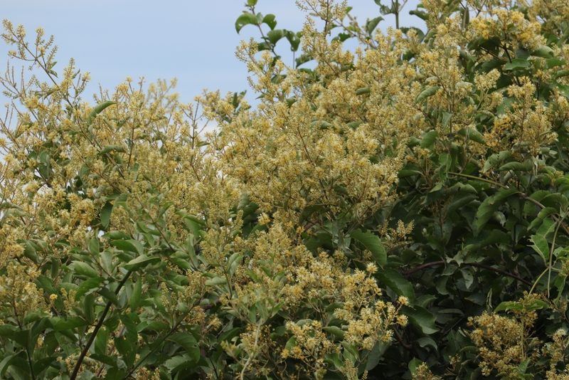 Combretum leprosum, photographed by Macelo Costa