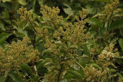 Combretum leprosum, photographed by Macelo Costa