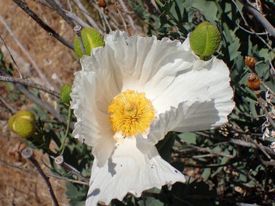 Romneya trichocalyx, photographed by George Williams