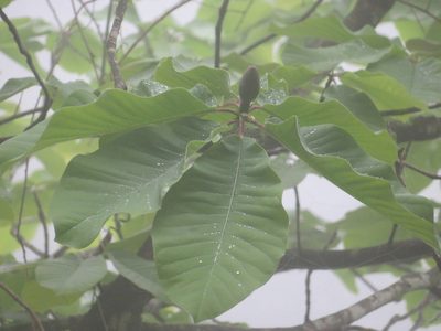 Magnolia obovata, photographed by Marco Mussita
