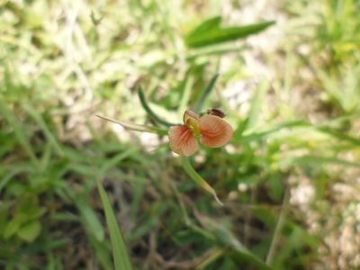 Macroptilium gibbosifolium, photographed by monictoz