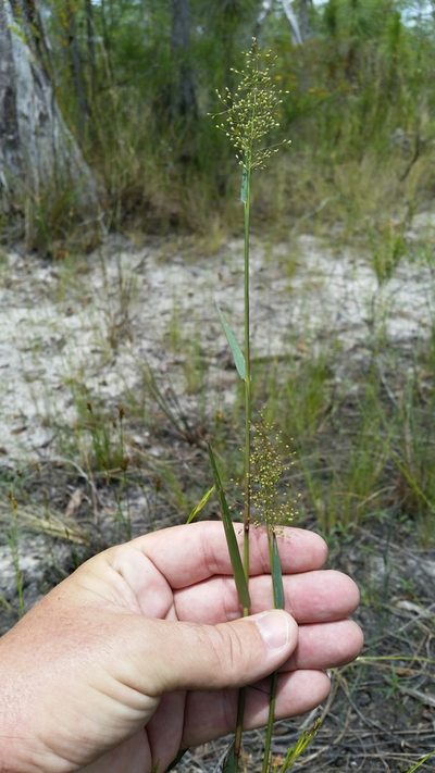 Dichanthelium caerulescens, photographed by Jay Horn