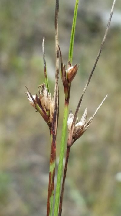 Scleria georgiana, photographed by Jay Horn
