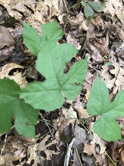 Calycocarpum lyonii, photographed by John Kees