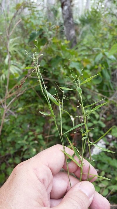 Dichanthelium lucidum, photographed by Jay Horn