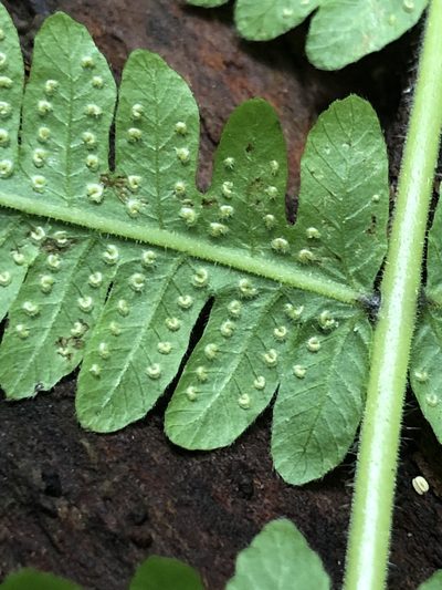 Christella hispidula, photographed by John Kees