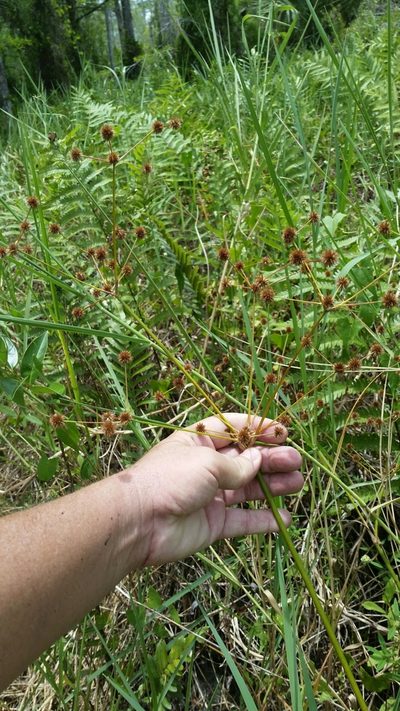 Juncus paludosus, photographed by Jay Horn