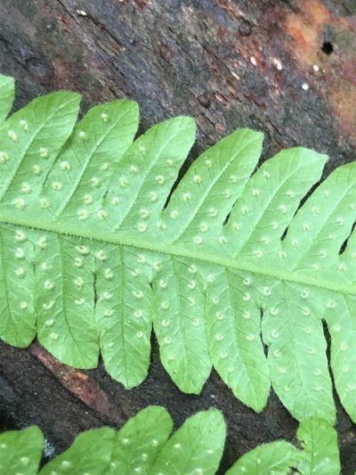 Christella hispidula, photographed by John Kees