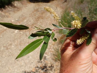 Salix laevigata, photographed by George Williams