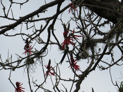 Erythrina speciosa, photographed by Victor Farjalla Pontes