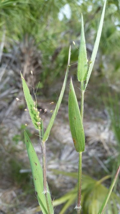 Dichanthelium commonsianum, photographed by Jay Horn