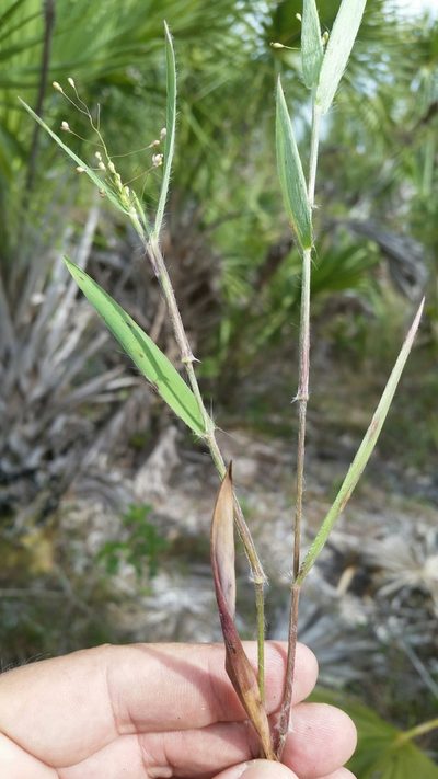 Dichanthelium commonsianum, photographed by Jay Horn