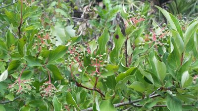 Cornus foemina, photographed by Jay Horn