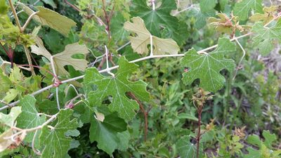 Vitis shuttleworthii, photographed by Jay Horn