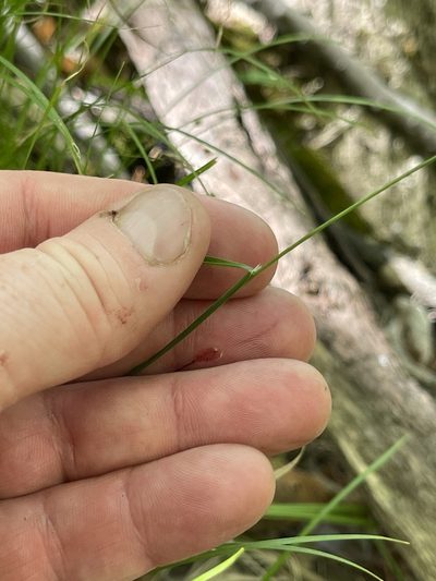 Poa saltuensis, photographed by Summit Metro Parks
