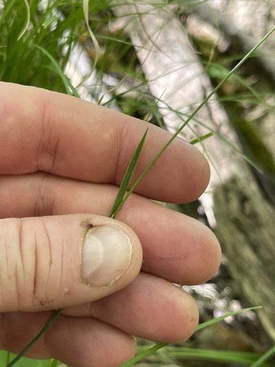 Poa saltuensis, photographed by Summit Metro Parks