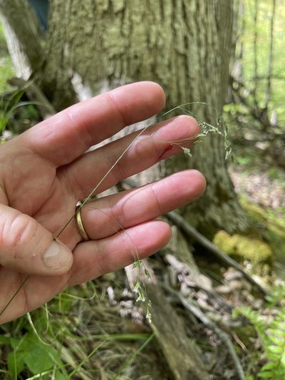 Poa saltuensis, photographed by Summit Metro Parks