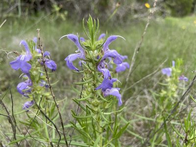 Salvia engelmannii, photographed by Reid Hardin