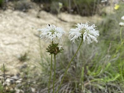 Marshallia caespitosa, photographed by Reid Hardin