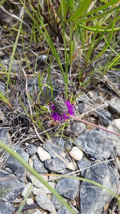 Dalea cahaba, photographed by Leigha S