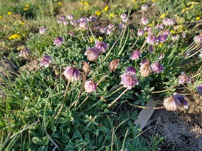 Trifolium productum, photographed by Drew Meyer