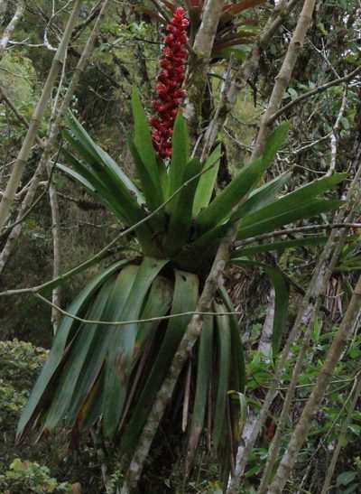 Cipuropsis capituligera, photographed by Michael Bakker Paiva