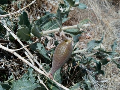 Asclepias californica, photographed by Daniel S.