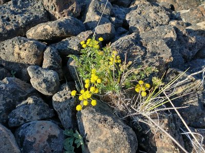 Lomatium cous, photographed by Drew Meyer