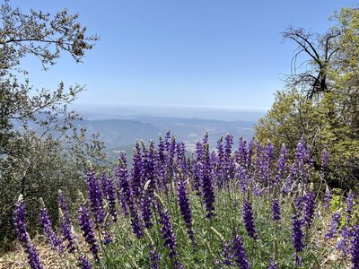Lupinus excubitus, photographed by Patrick Cox