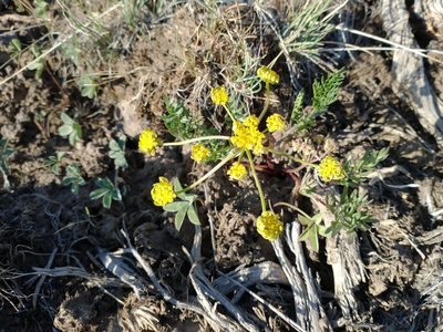 Lomatium cous, photographed by Drew Meyer