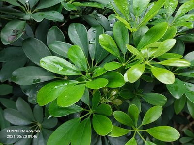 Heptapleurum arboricola, photographed by Ong Jyh Seng