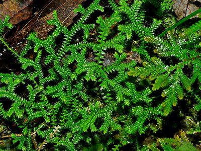 Selaginella remotifolia, photographed by Jacy Chen