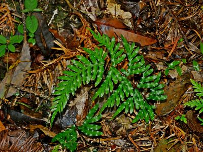 Pteris dispar, photographed by Jacy Chen
