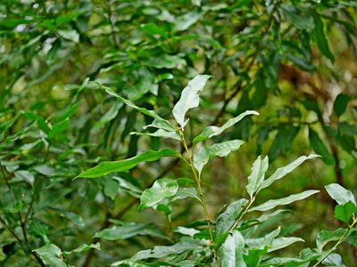 Lithocarpus hancei, photographed by Jacy Chen
