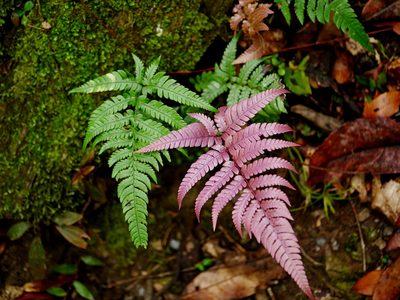 Dryopteris varia, photographed by Jacy Chen