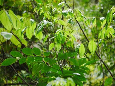 Bergera euchrestifolia, photographed by Jacy Chen