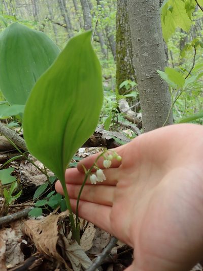 Convallaria pseudomajalis, photographed by Evan M. Raskin