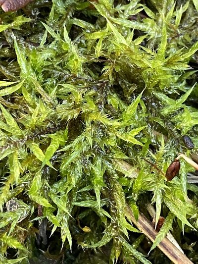 Wijkia extenuata, photographed by SJM McFish