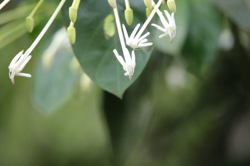 Posoqueria latifolia, photographed by Aitor