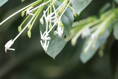 Posoqueria latifolia, photographed by Aitor