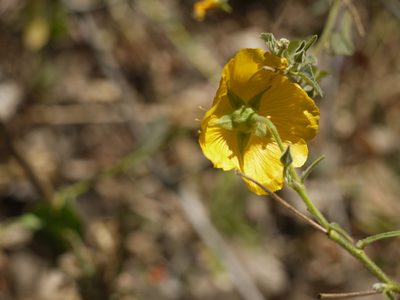 Abutilon persicum, photographed by Dinesh Valke
